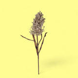 2 Pezzi • Fiore di Sorgo artificiale dry look • 90 cm