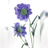 2 Pezzi • Fiore di scabiosa artificiale • 64 cm