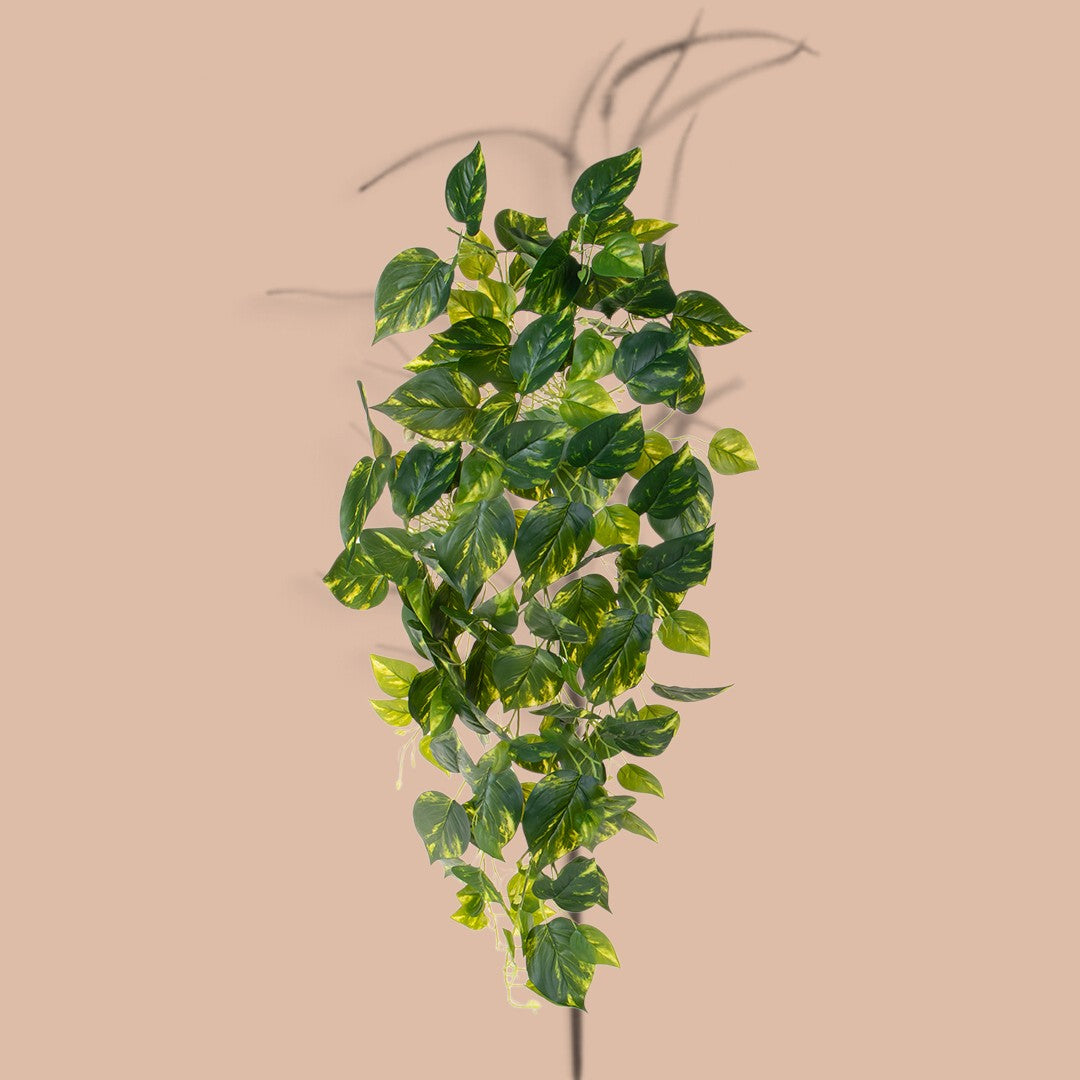 3 Pezzi • Pothos 166 foglie Cadente • 95 cm