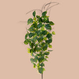 3 Pezzi • Pothos 166 foglie Cadente • 95 cm