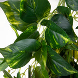 Pothos 166 foglie Cadente • 95 cm