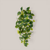 Pothos 166 foglie Cadente • 95 cm