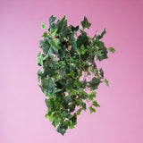 Edera variegata 178 foglie • 78 cm