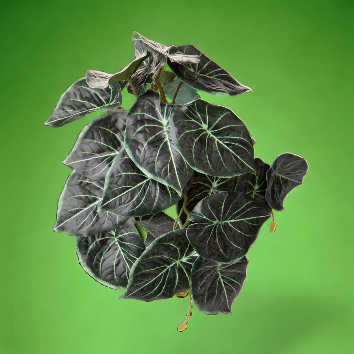Syngonium con foglie artificiale •  18 cm