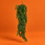 Cipressorami • H 83 cm