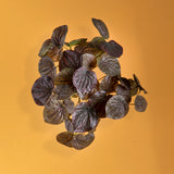Peperomia per 8 diramazioni 43 foglie artificiale •  28 cm