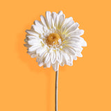 8 Pezzi • Fiore di gerbera artificiale • 53 cm