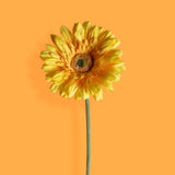 8 Pezzi • Fiore di gerbera singolo artificiale • 62 cm