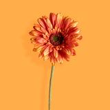 8 Pezzi • Fiore di gerbera singolo artificiale • 62 cm