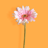 8 Pezzi • Fiore di gerbera singolo artificiale • 62 cm
