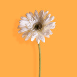 8 Pezzi • Fiore di gerbera singolo artificiale • 62 cm