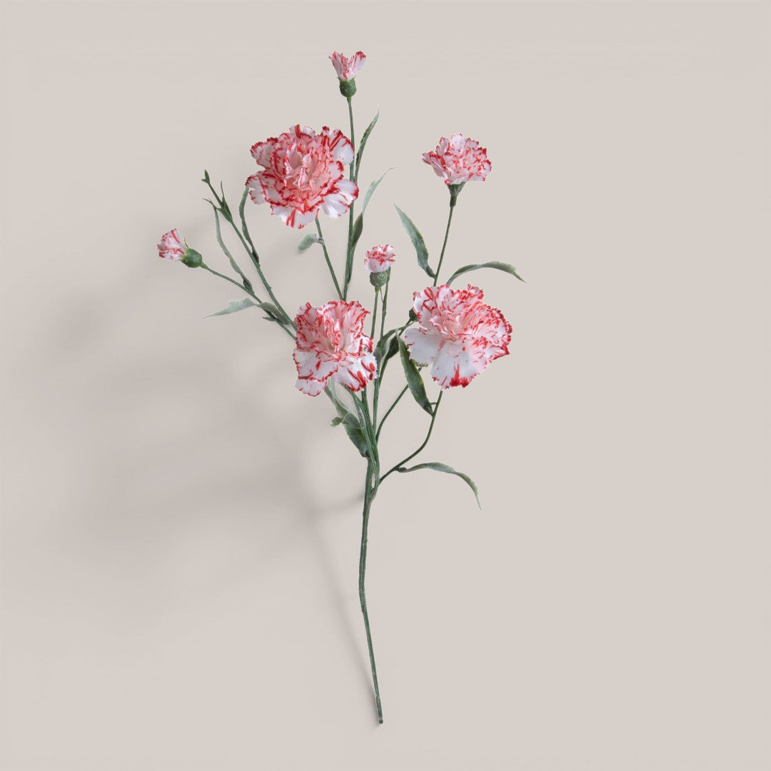 Miniatura Screziata • 70 cm