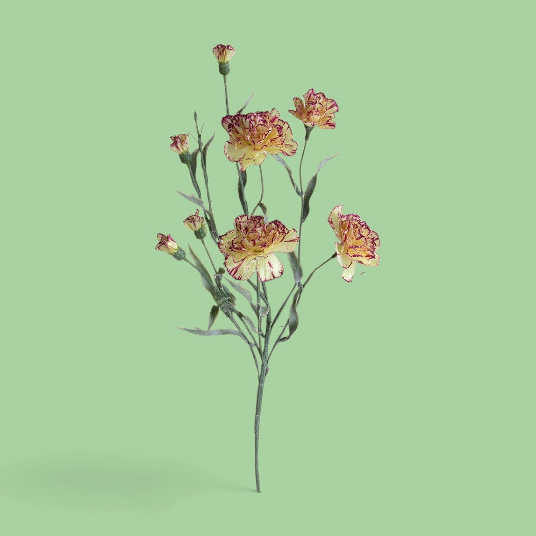 12 Pezzi • Miniatura Screziata • 70 cm