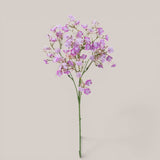 Gipsophila Doppio Petalo • 46 cm