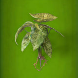 Alocasia artificiale con foglie • 50 cm