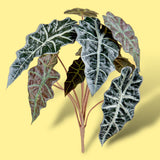 2 Pezzi • Alocasia con poche foglie artificiale • 43 cm