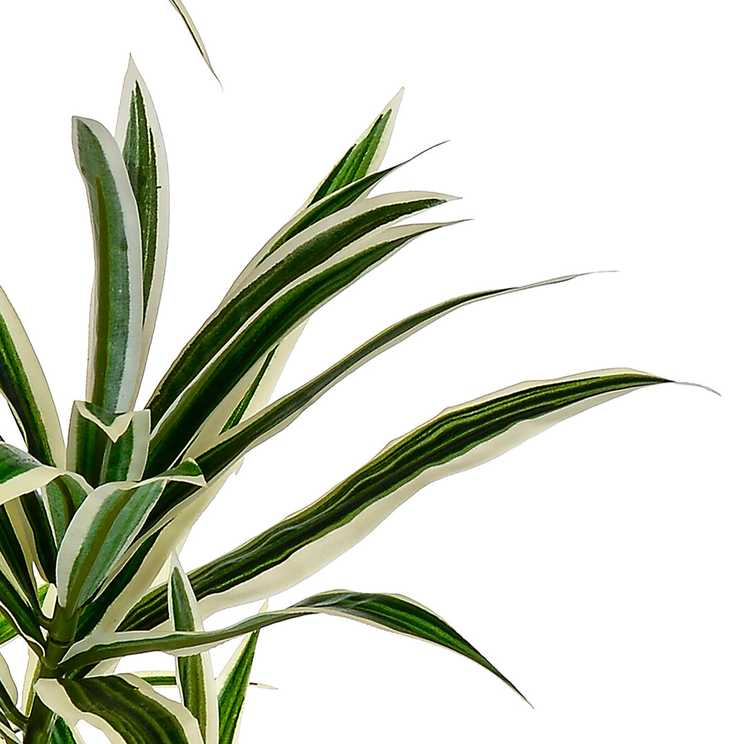 Dracena con 141 foglie artificiale •  84 cm