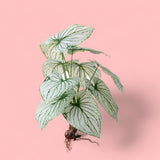 Cadente artificiale Caladium con foglie • 50 cm