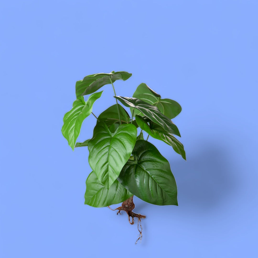 Cadente artificiale Caladium con foglie • 50 cm