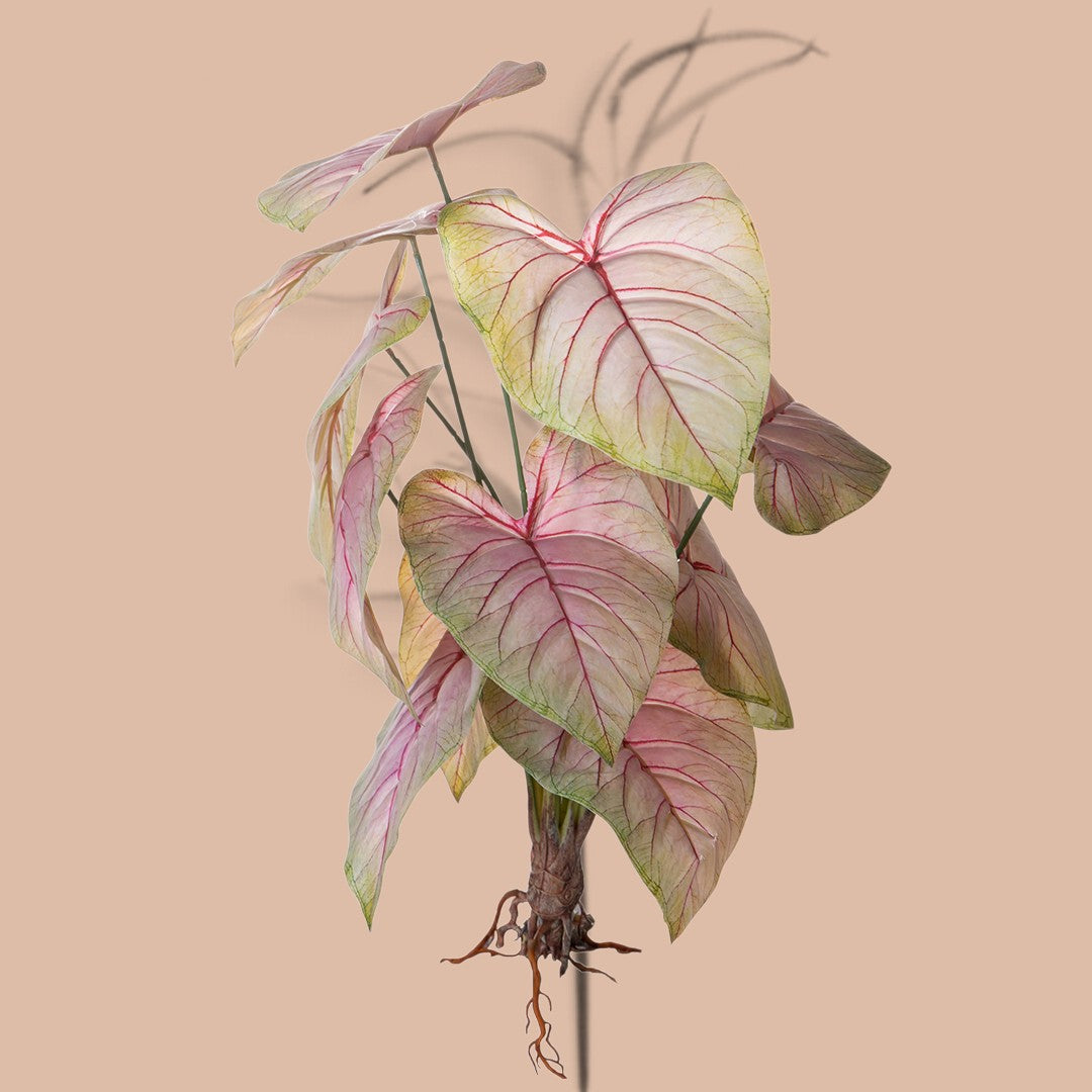 Caladium con 12 foglie •  50 cm
