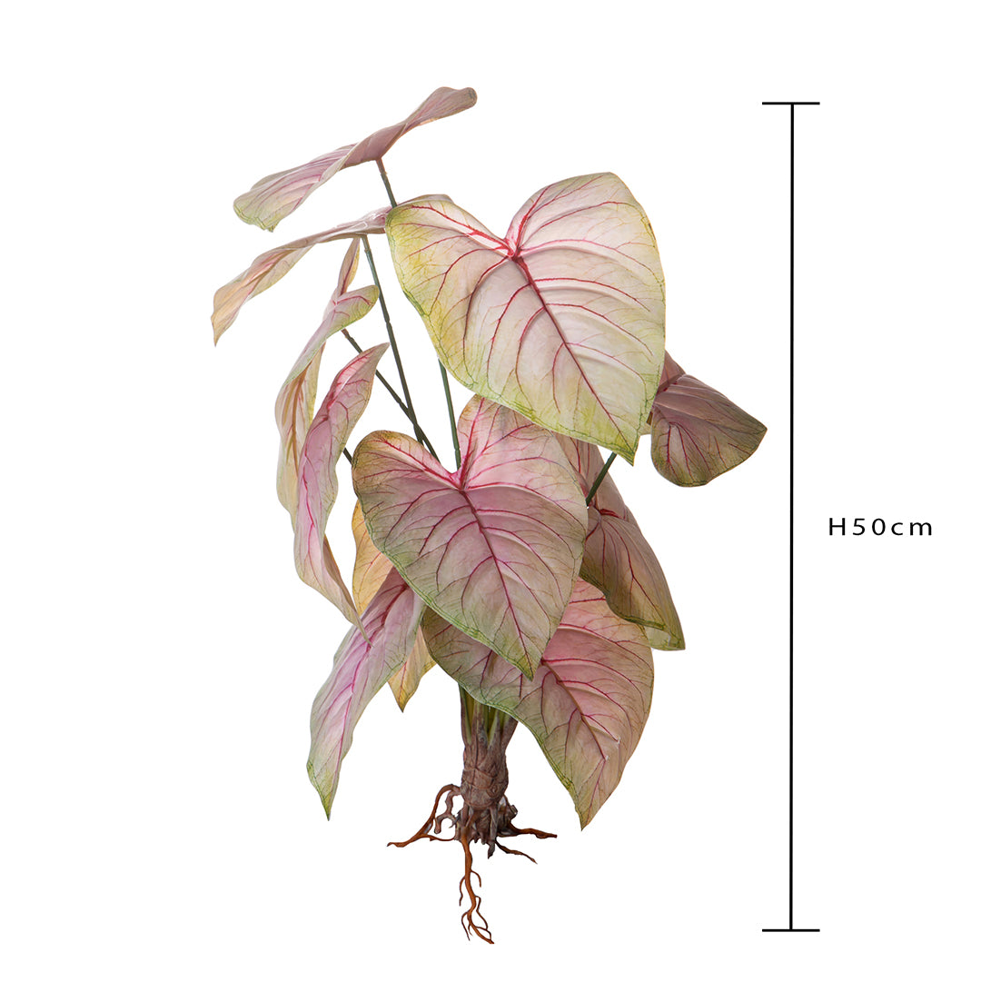Caladium con 12 foglie •  50 cm