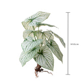 Caladium con 12 foglie •  50 cm