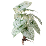 Caladium con 12 foglie •  50 cm