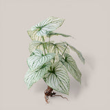 Caladium con 12 foglie •  50 cm