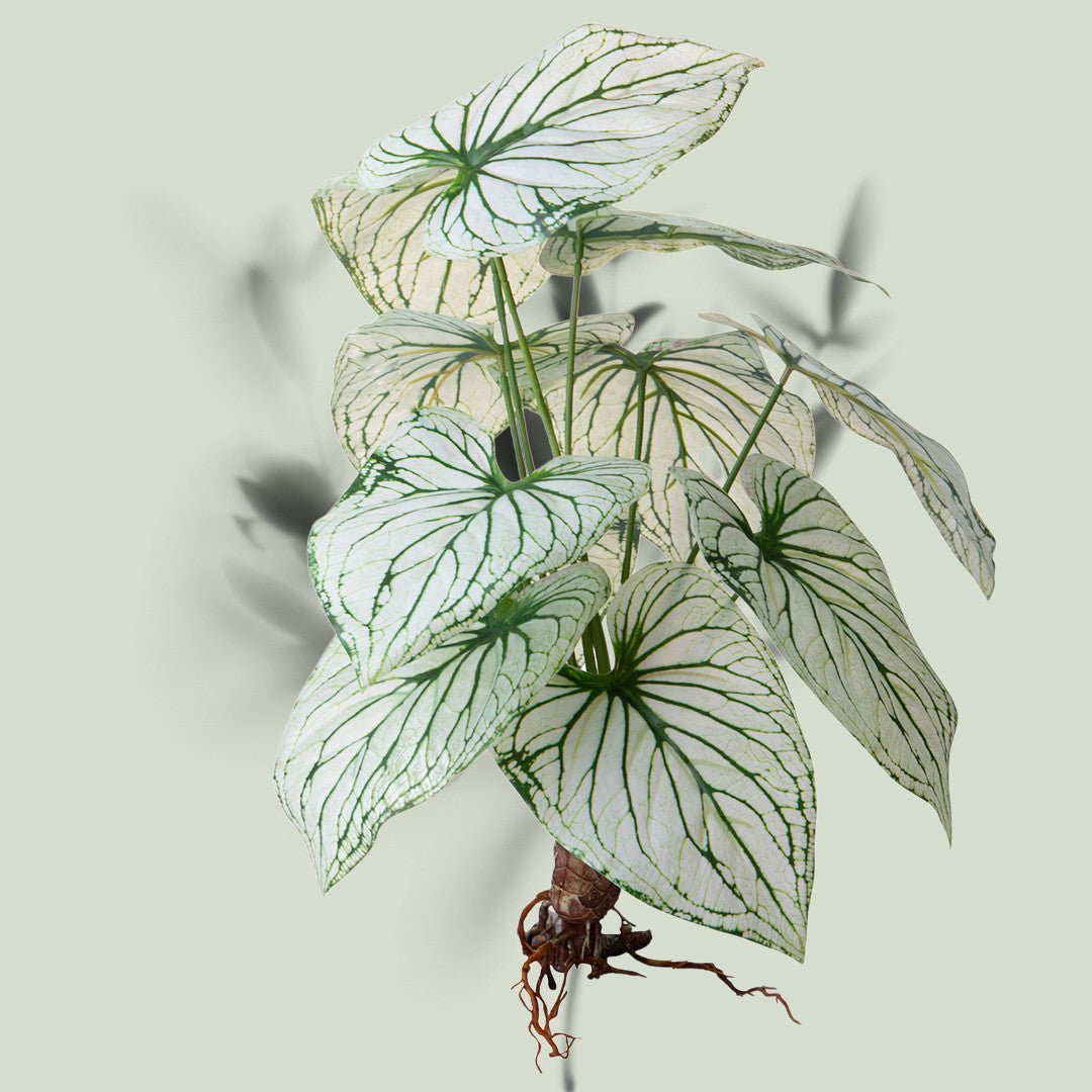 Caladium con 12 foglie •  50 cm