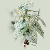Caladium con 12 foglie •  50 cm