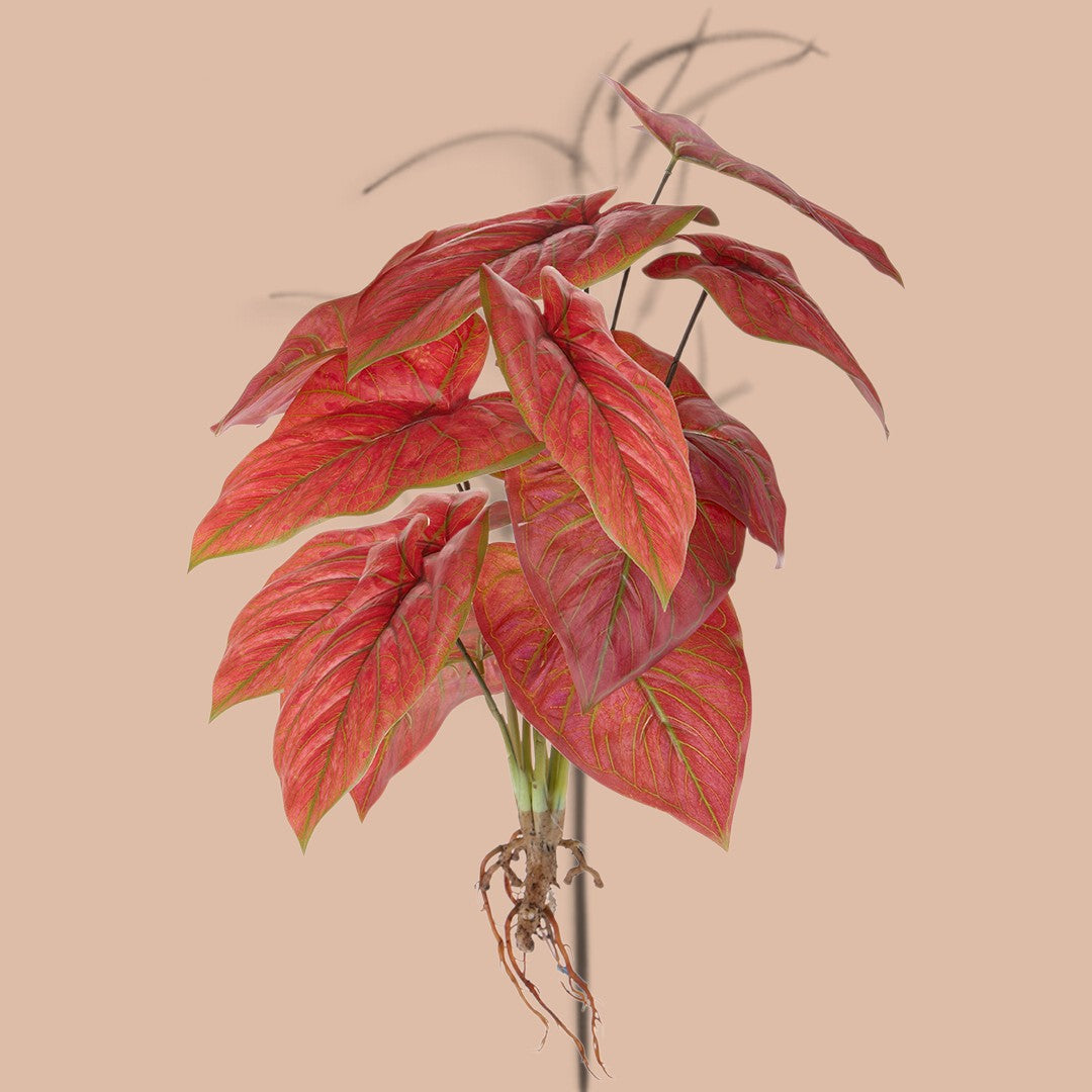 Caladium con 12 foglie •  50 cm