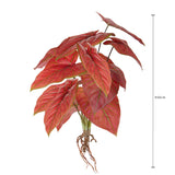 Caladium con 12 foglie •  50 cm