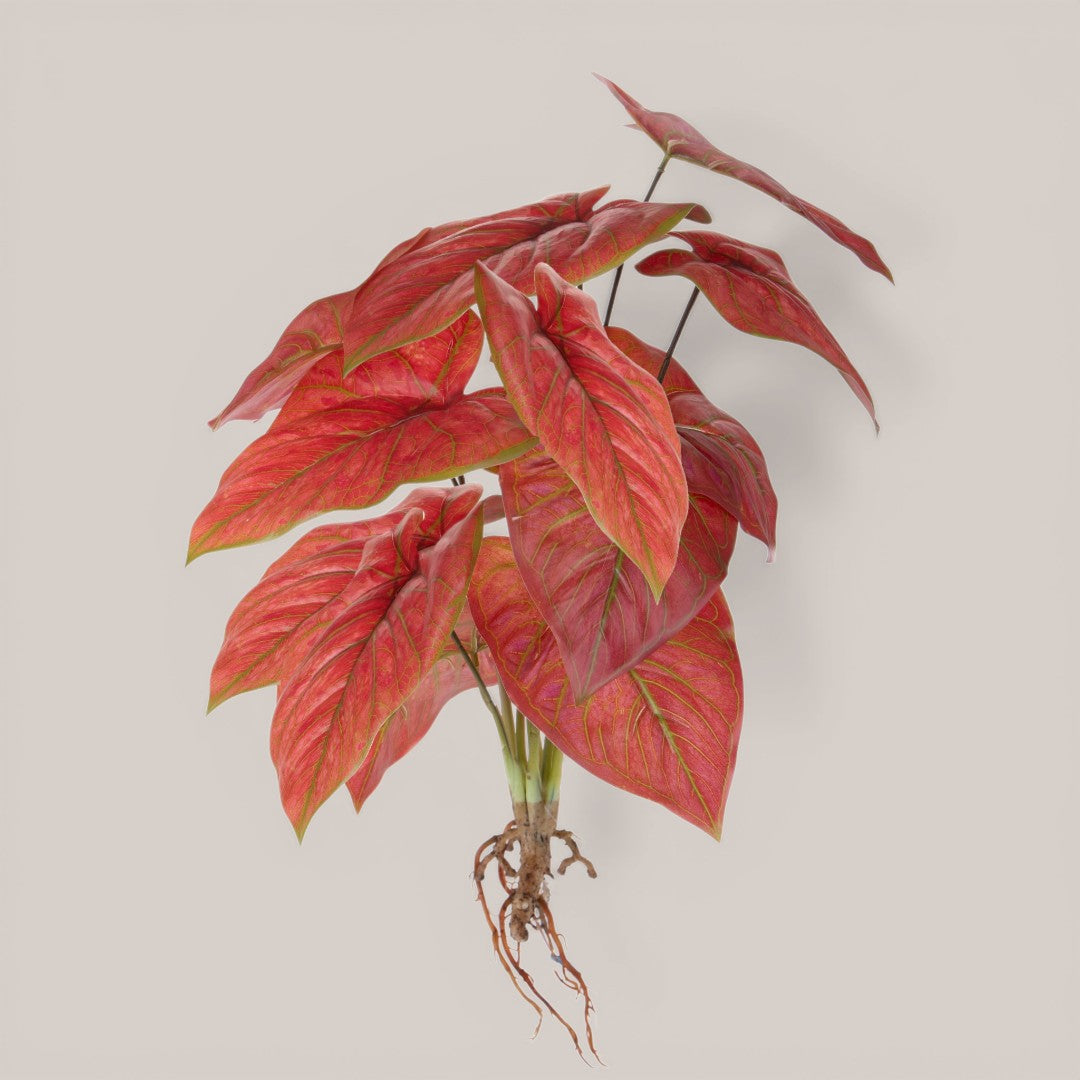 Caladium con 12 foglie •  50 cm
