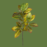 Pianta Croton 22 Foglie • 100 cm