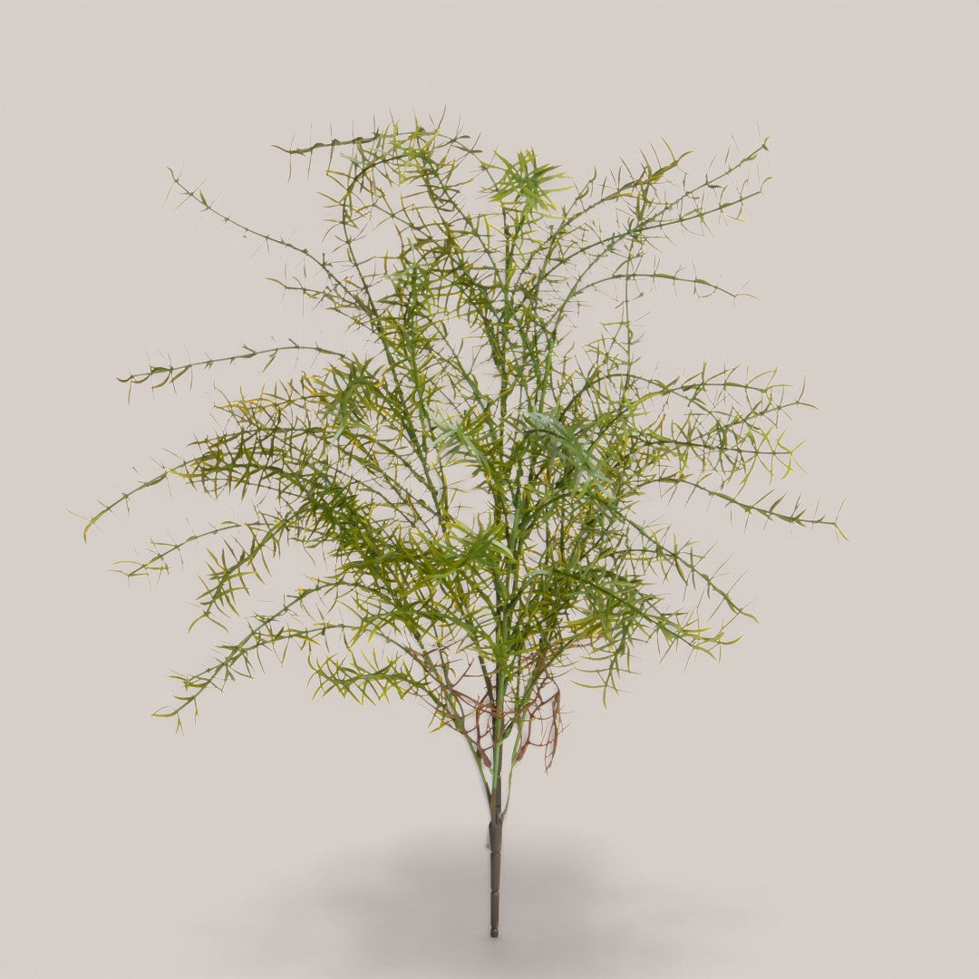 Springeri Mazzo • 65 cm