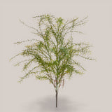 Springeri Mazzo • 65 cm