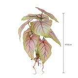 Caladium con 8 foglie •  50 cm