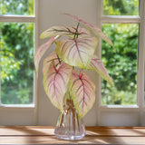 Caladium con 8 foglie •  50 cm