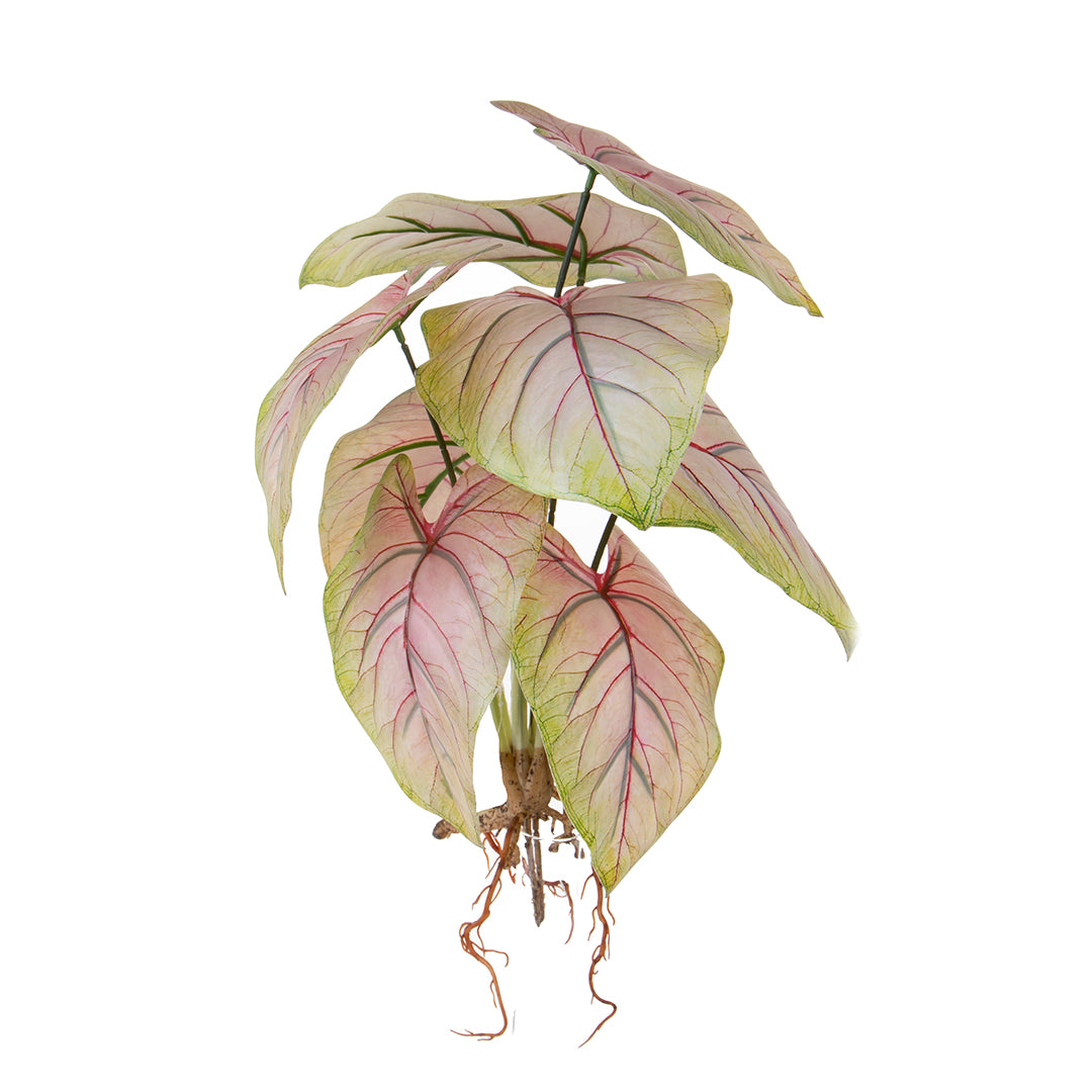 Caladium con 8 foglie •  50 cm