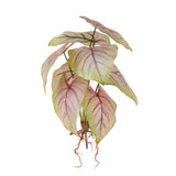 Caladium con 8 foglie •  50 cm