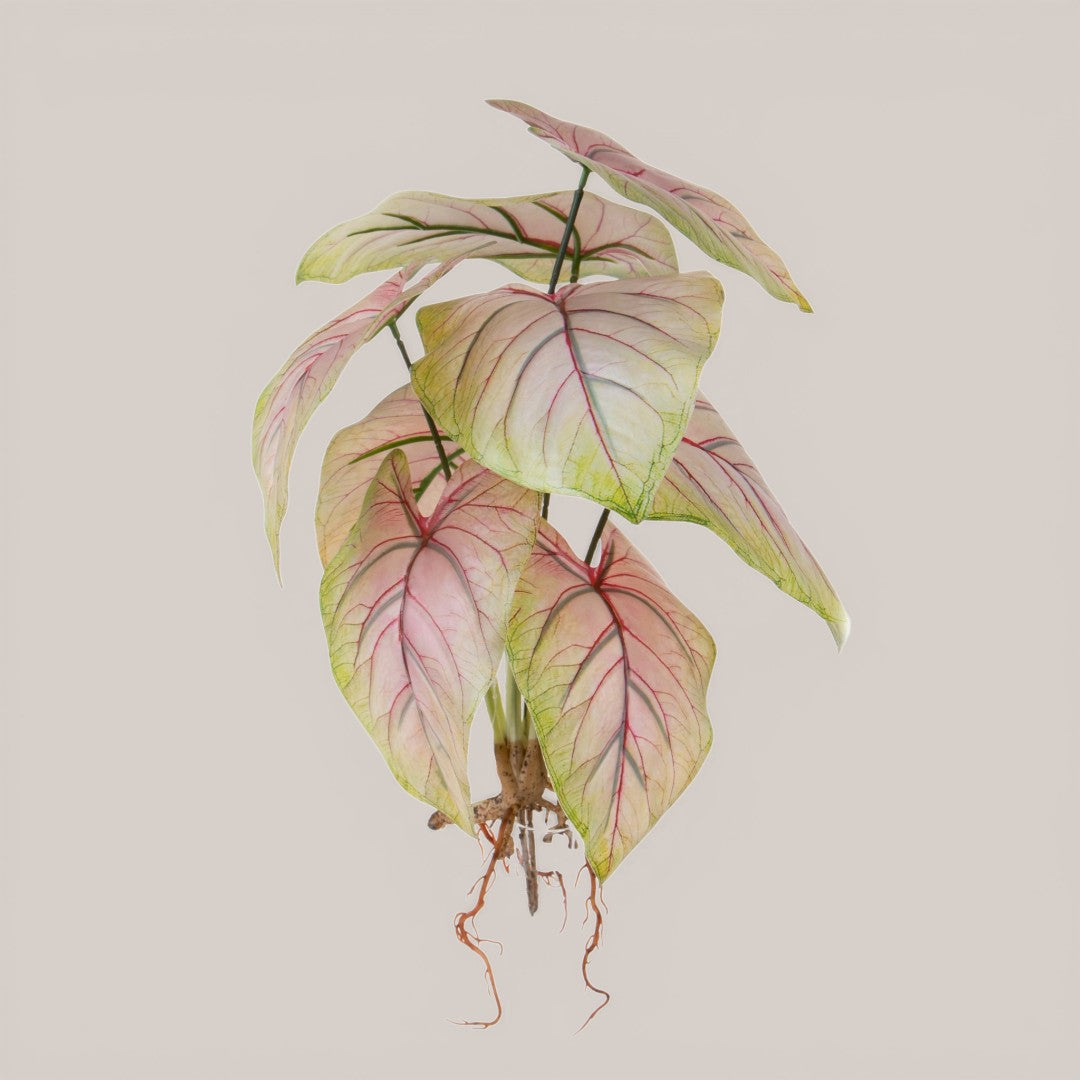 Caladium con 8 foglie •  50 cm