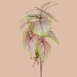 Caladium con 8 foglie •  50 cm
