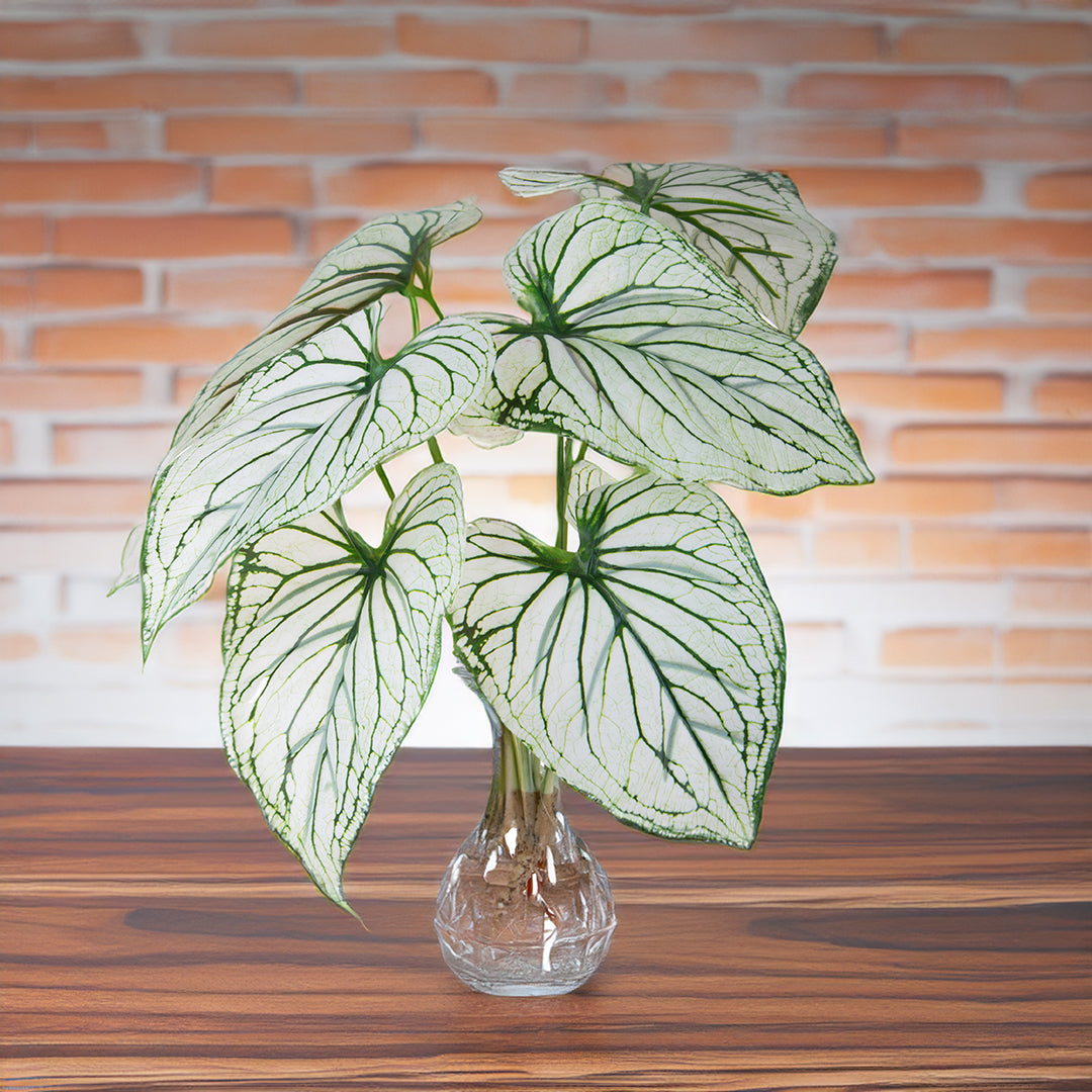 Caladium con 8 foglie •  50 cm