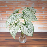 Caladium con 8 foglie •  50 cm
