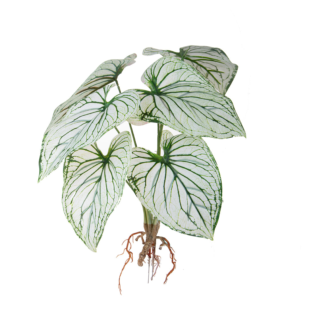 Caladium con 8 foglie •  50 cm