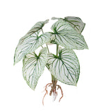 Caladium con 8 foglie •  50 cm