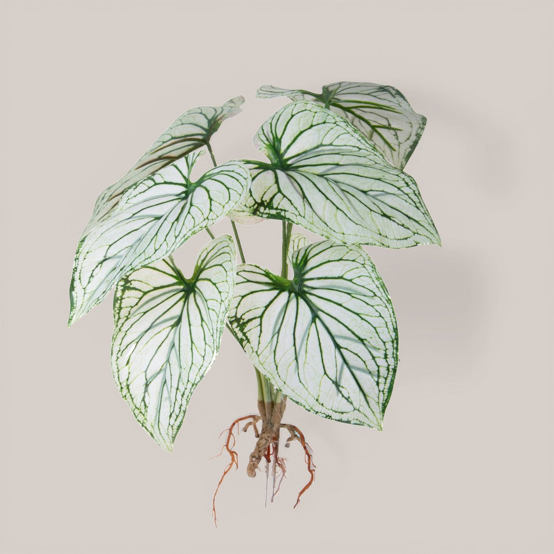 Caladium con 8 foglie •  50 cm