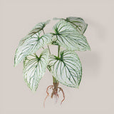 Caladium con 8 foglie •  50 cm