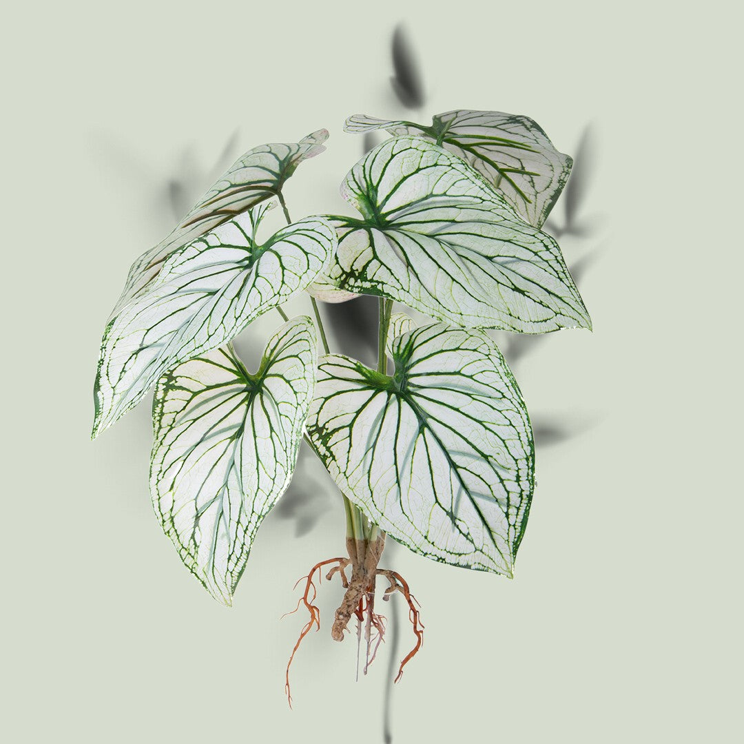 Caladium con 8 foglie •  50 cm