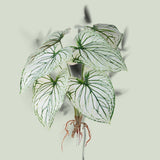 Caladium con 8 foglie •  50 cm